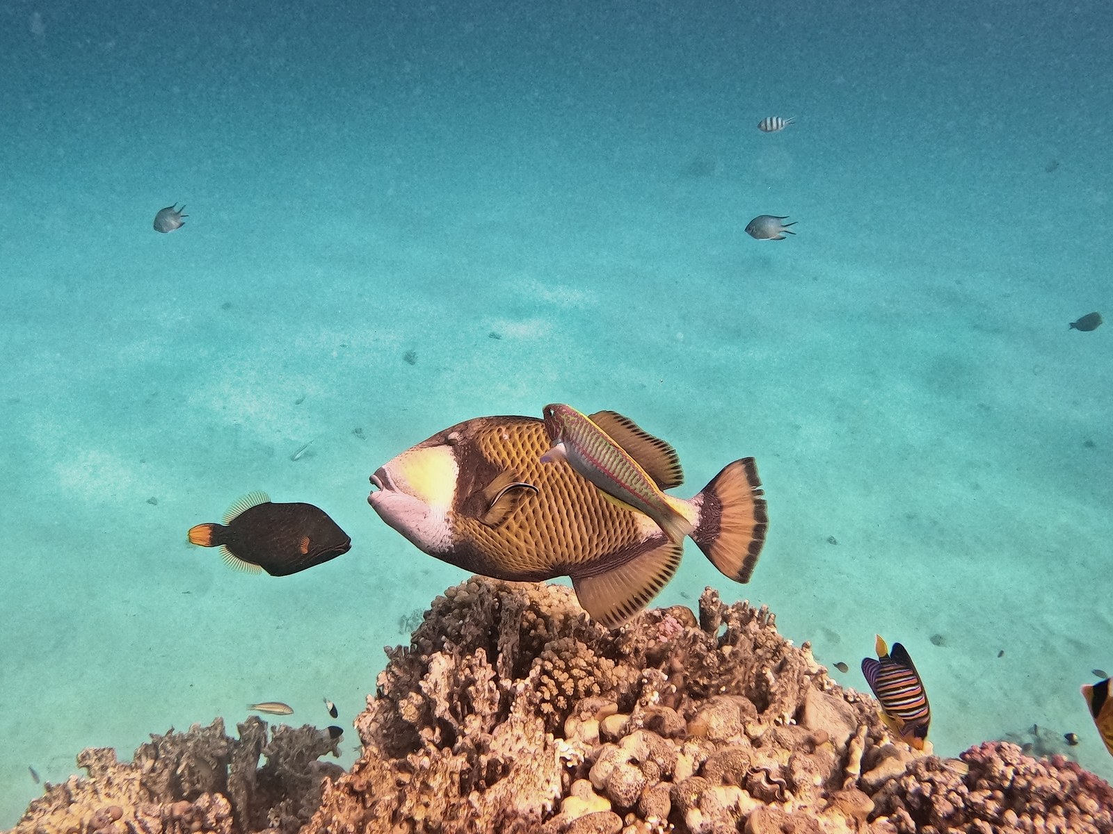 Titan triggerfish over the reef after backscatter removal: clear turquoise water.