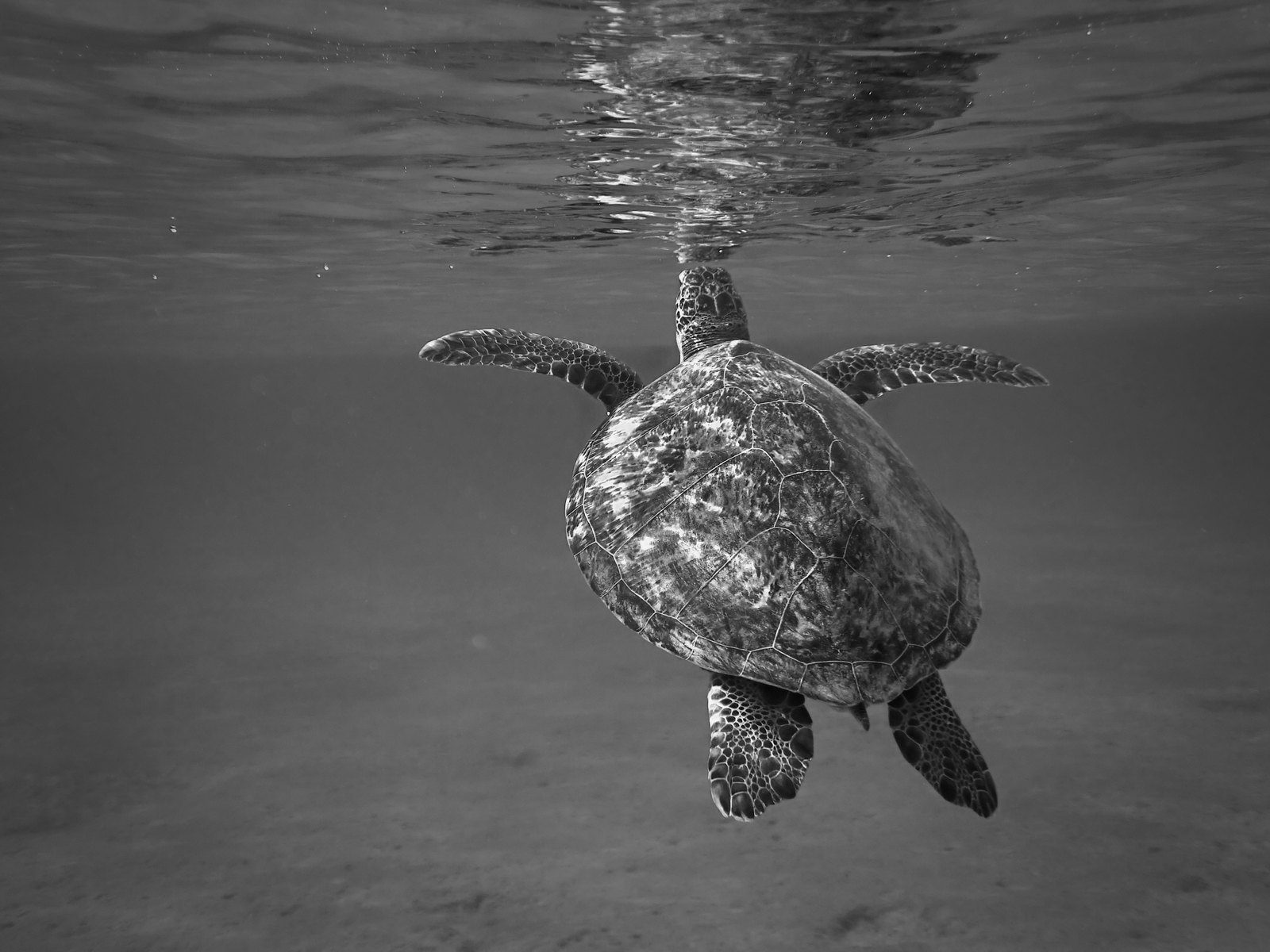 Green sea turtle rising to the surface in black and white, the reflection above it.