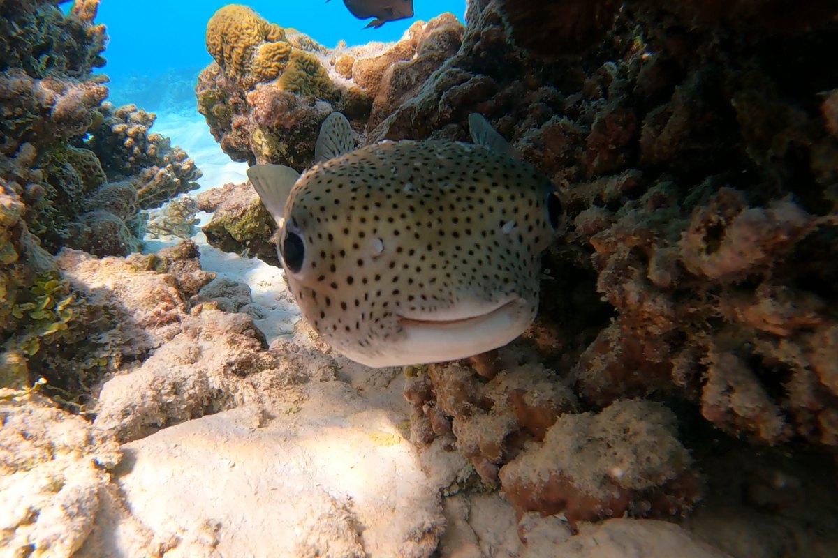A spot-fin porcupinefish peeking out of the reef straight at the camera.