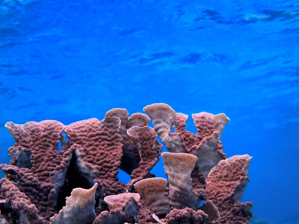 Red-brown coral in front of blue water, the water deeper blue after one Smart Point.