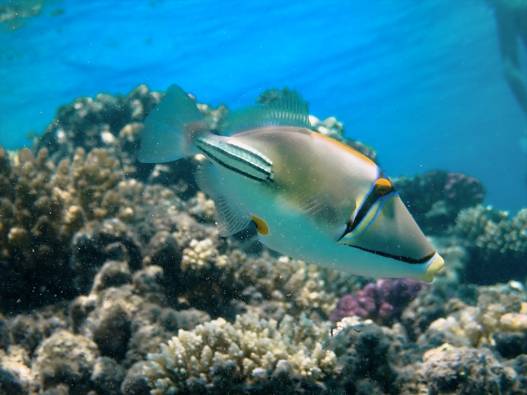 Picasso triggerfish over a reef, bluer water and a brighter fish after two Smart Points.