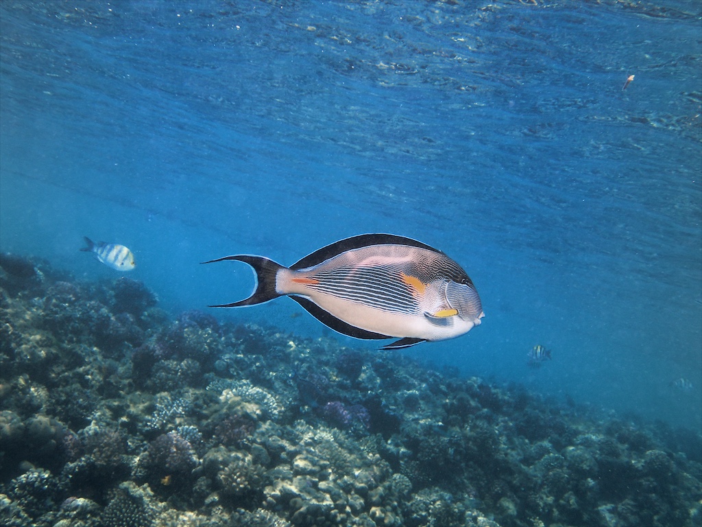 Sohal surgeonfish over blue water, the water bluer after one Smart Point.