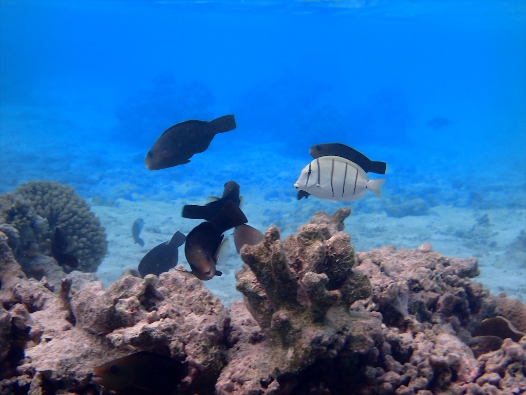 Fish over a pink reef, the water deep blue after one Smart Point.