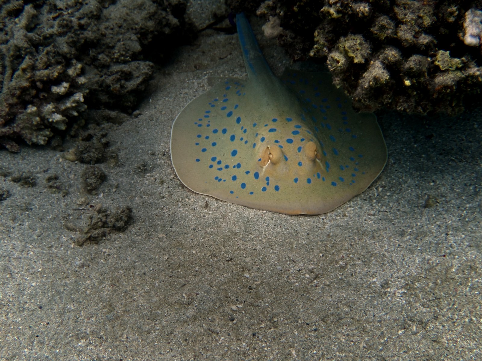 The ray dramatically lit by two strobes: warm, glowing subject, the surroundings fall into the dark.
