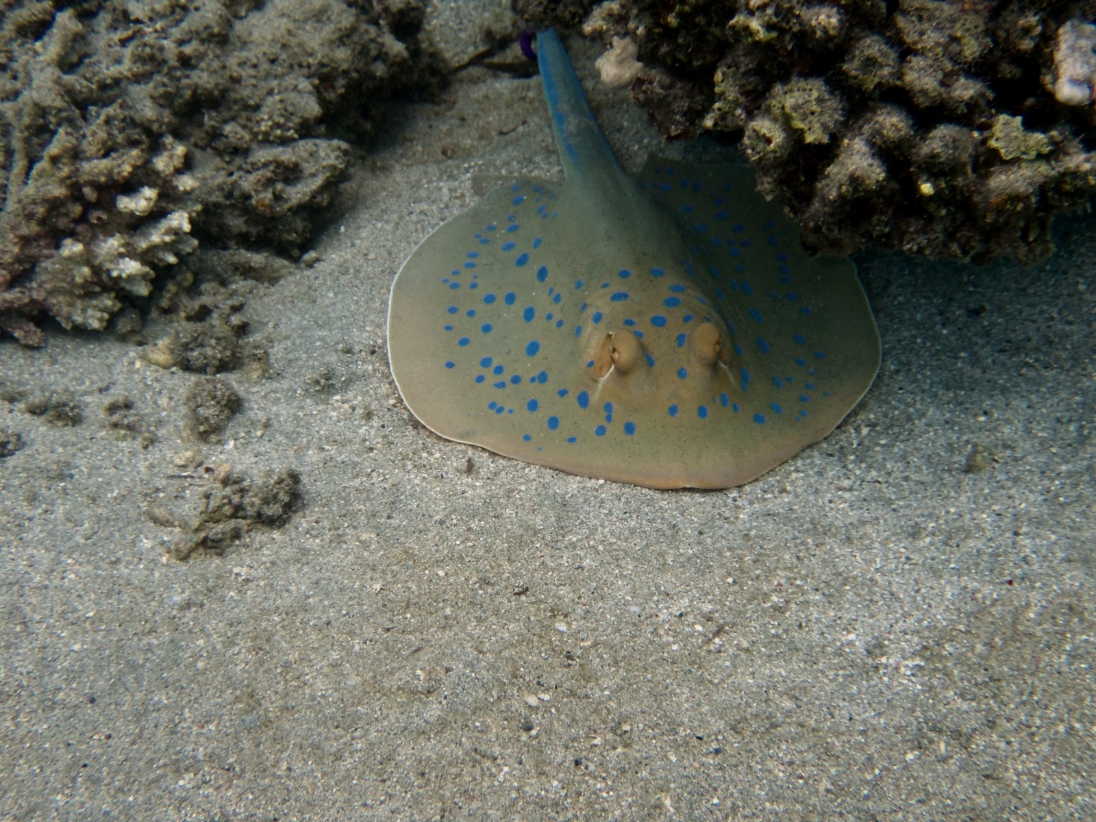 The same ray after the automatic color correction, without extra light.