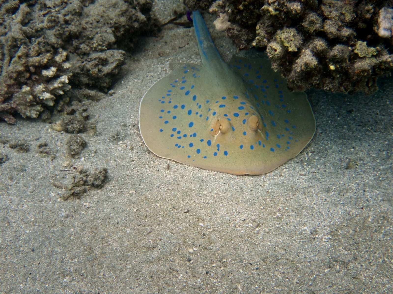 Blue-spotted ribbontail ray with a virtual strobe: the ray is brighter and warmer, the sand stays natural.