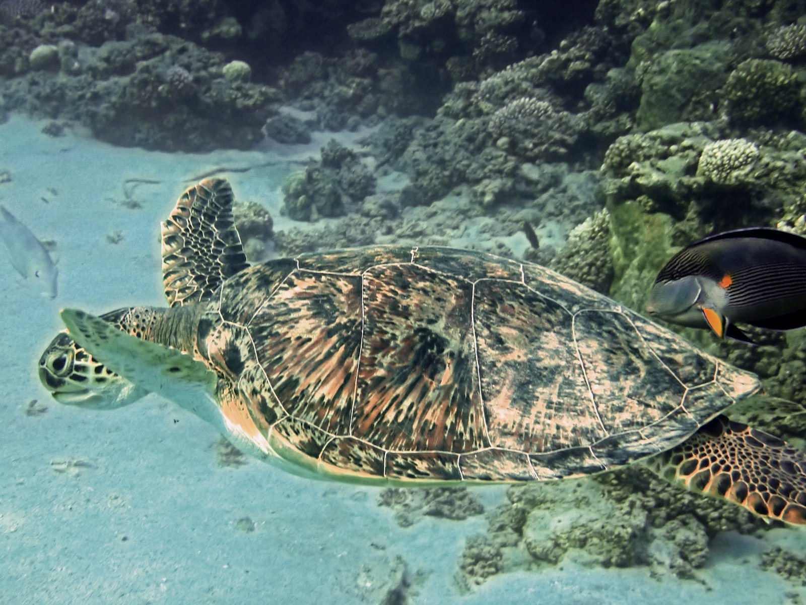 Green sea turtle after automatic correction: brown shell, white sand, natural reef colors.