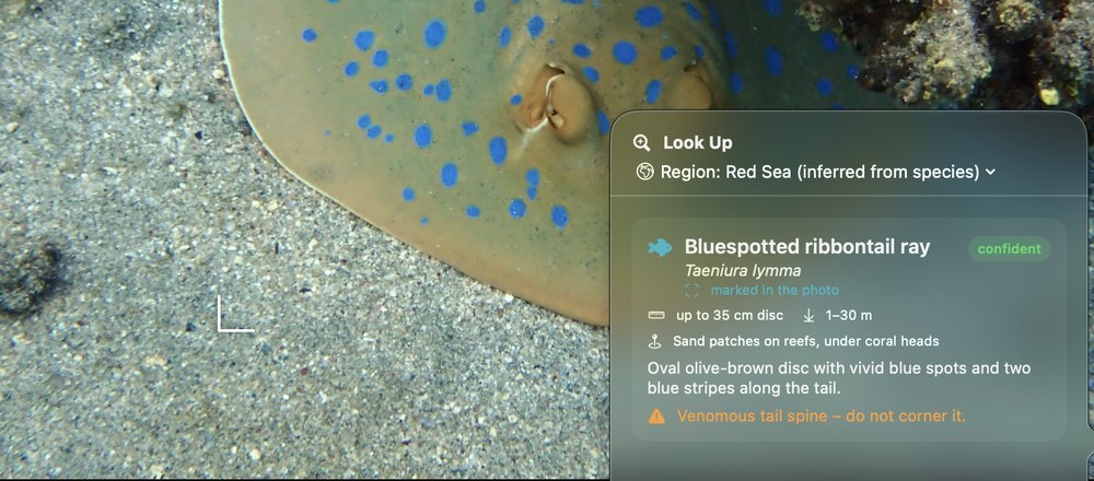 Species profile in the app: Bluespotted ribbontail ray, Taeniura lymma, recognized as confident, with a warning about its venomous tail spine.